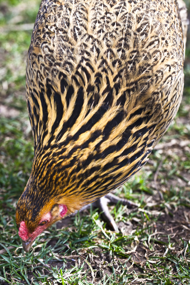 Spring Chicken In Rough Shape Spring Cleaning » FreestyleFarm